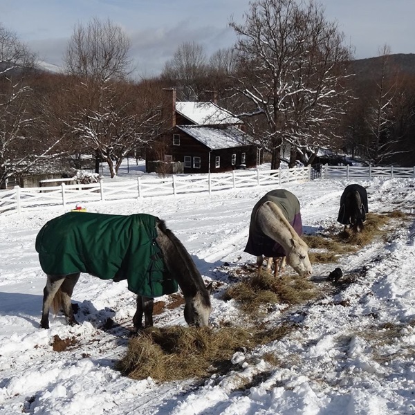 Shalimar Farm  - Webpage Image