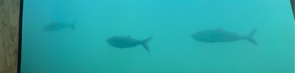 Bonneville Dam Fish Ladder - Header Image