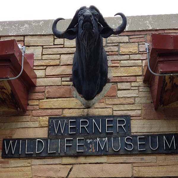 A short distance from Glenrock is the Werner Wildlife Museum, founded in 1964 by Herman Werner, a Converse County rancher who had amassed a wide-ranging collection of wildlife trophies and specimens. 
