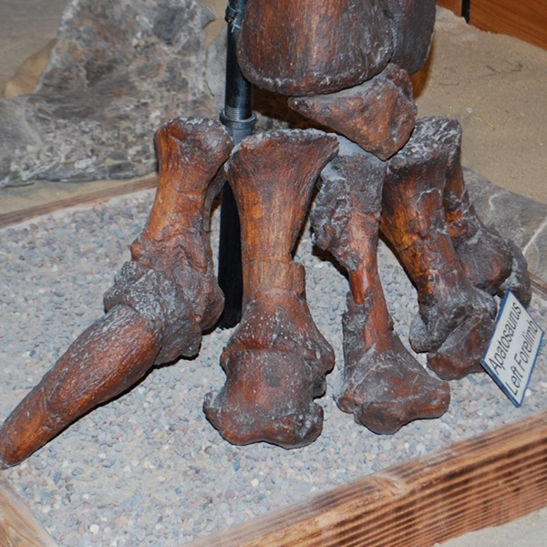 The museum also serves as a gateway to the county’s broader fossil heritage of nearby sites where mammoths and other prehistoric animals have been unearthed. 
