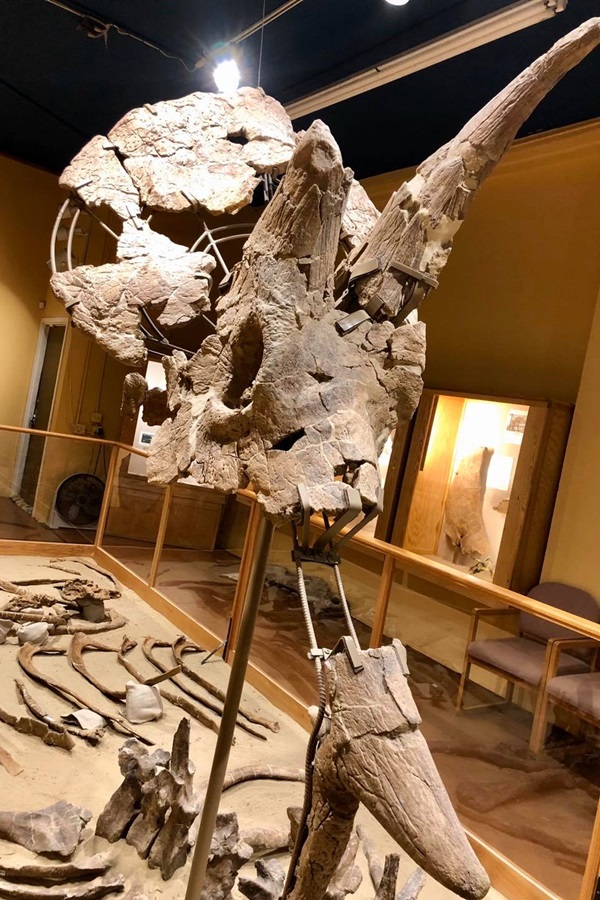 Paleon Museum - Display Image