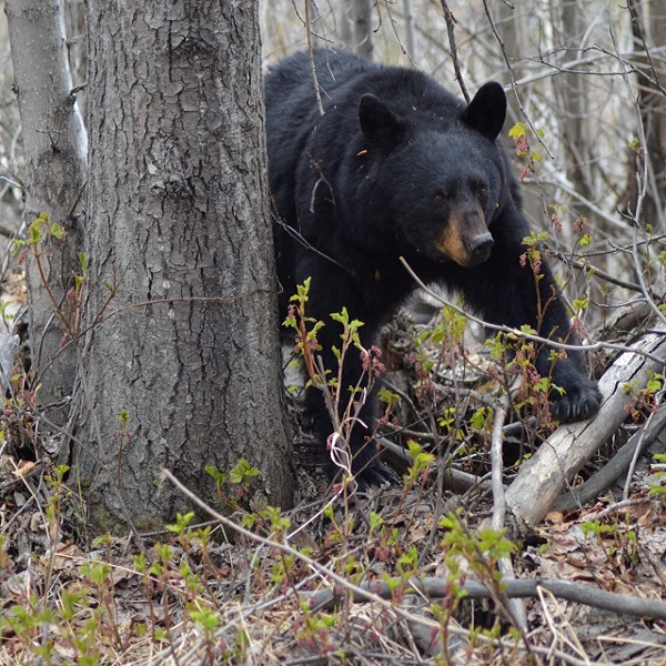 Hikers and bikers have the opportunity to see some of Alaska’s best wildlife right on the trails. 
