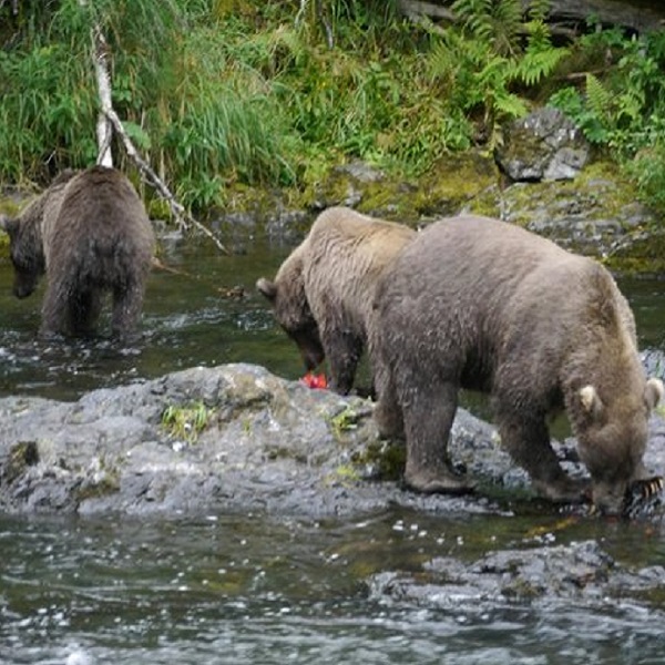 Although humans are provided entertainment watching grizzly bears catch salmon jumping the falls, caution should be taken. 