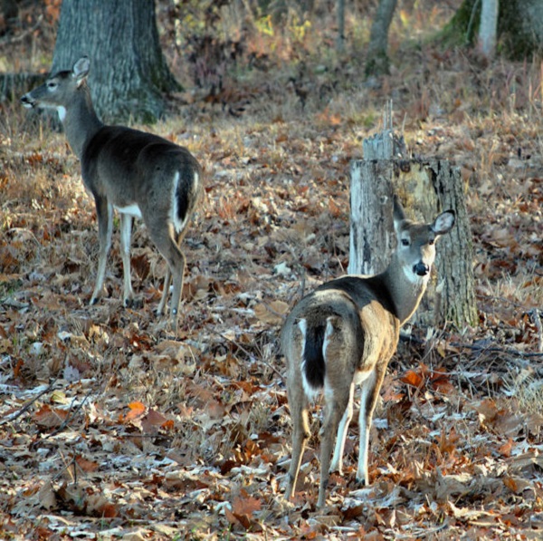 Nature abounds throughout Lake Guntersvile State Park