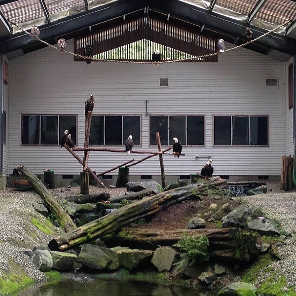 The Alaska Raptor Center provides a large enclosure to allow eagles and other raptors untethered flight.