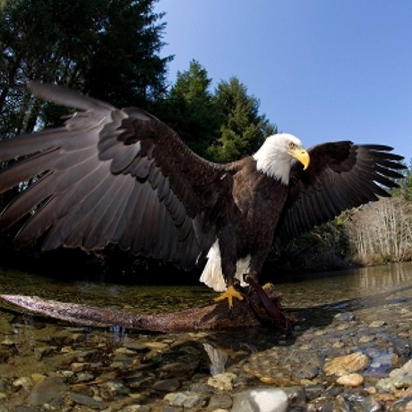Alaska Raptor Center - Webpage Image