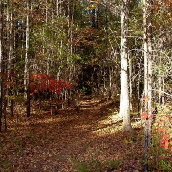 The trail is a well-seen and well-maintained trail through the Cheaha Wilderness. 