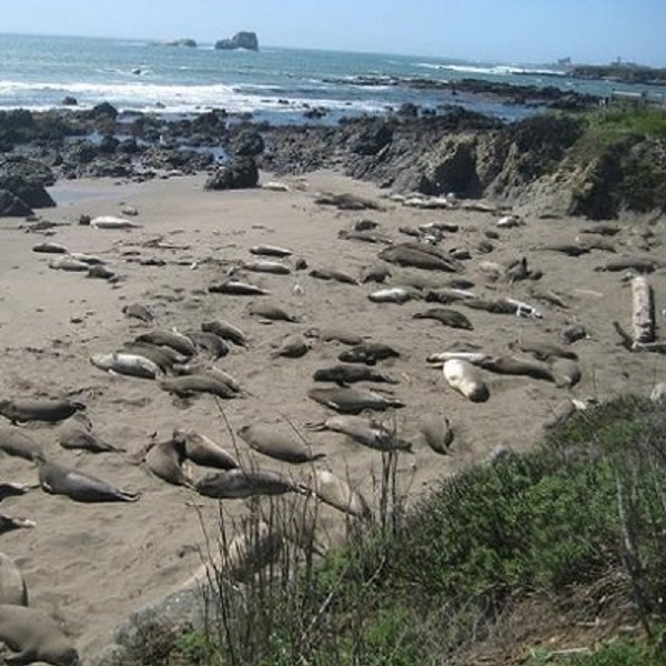 Dozens of elephant seals haul out on the beaches on the central coast of California.