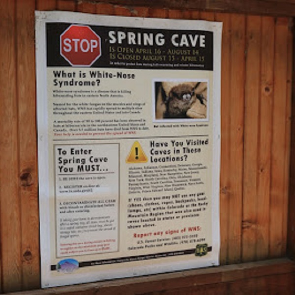 White Nose Syndrome is a fungal disease decimating the US bat population, resulting in limited access to Spring Cave. 