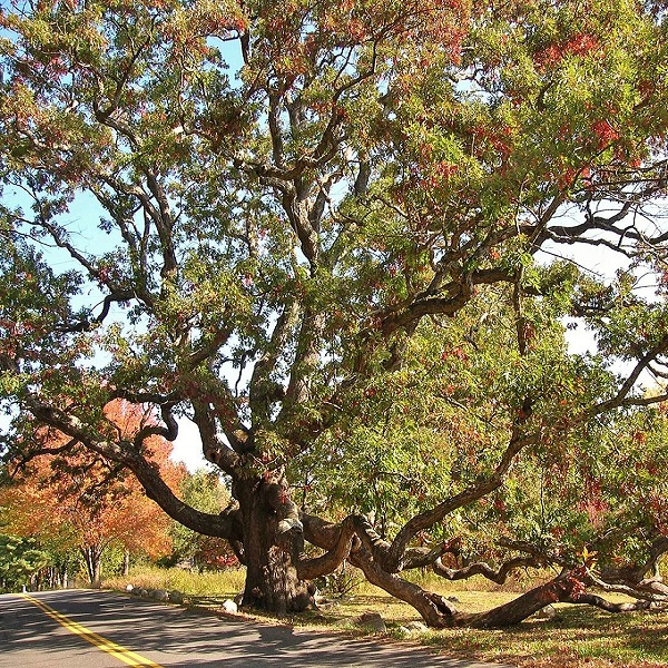The 50-year-old tree is known as the Dewey-Granby Oak Tree. The town of Granby and its preservation society go to great lengths to protect it. 