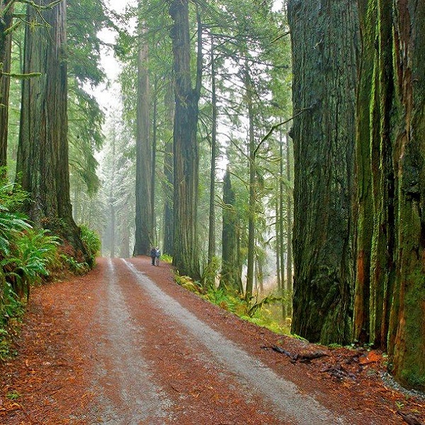 Jedediah Smith Redwoods State Park    - Webpage Image