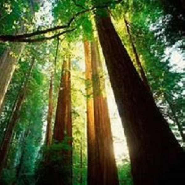 St George Reef is just off the northern Redwood coast.