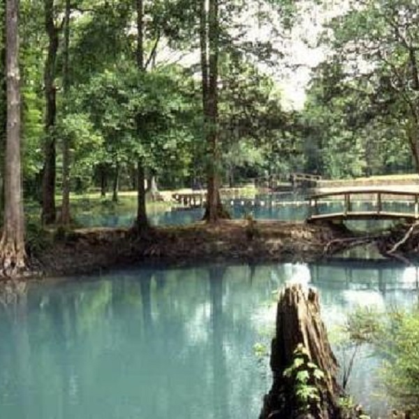 The Chipola River is also known as the “Disappearing River” as it drops into a submerged cave system, traveling an unknown distance underground before re-emerging a quarter-mile downstream.