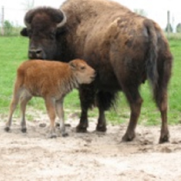 This bison and its offspring are native to Iowa, and provide the public information about their behavior and habitat.