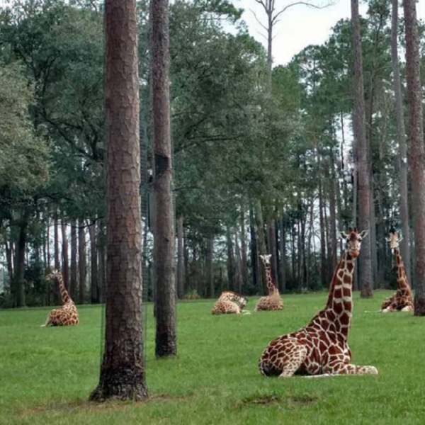Although they are not a conservation concern as a whole at this time, some subspecies of giraffe are considered endangered.
