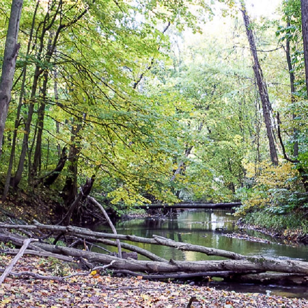 The Heron Rookery Trail follows along a portion of the Little Calumet River that once featured over 100 Great Blue Heron nests. 