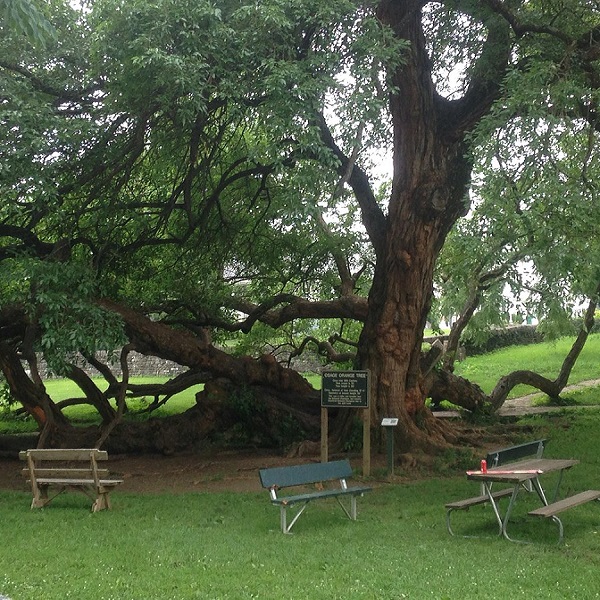 Visitors can see the 'Big Ole Tree', the largest Osage Orange tree in the country. 