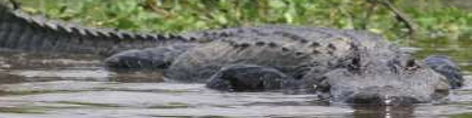 WMA Pearl River Campgrounds  - Header Image