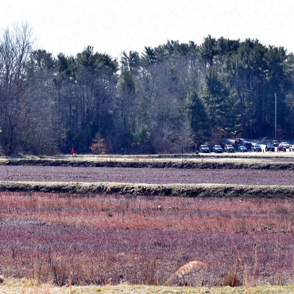 The active cranberry bogs preserve Duxbury’s agricultural heritage. 