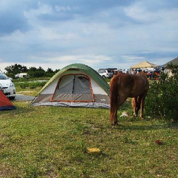 Assateague’s wild ponies roam freely throughout the campground. 