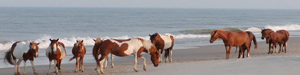 Assateague State Park Campground  - Header Image