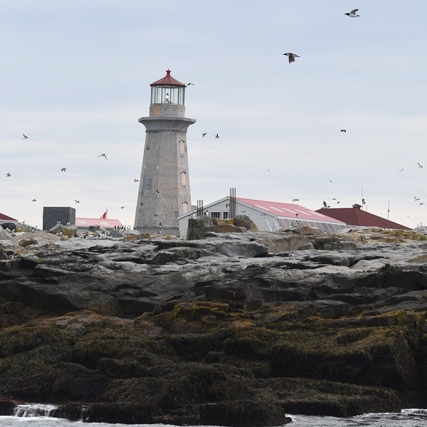 Machias Seal Island Lighthouse - Webpage Image