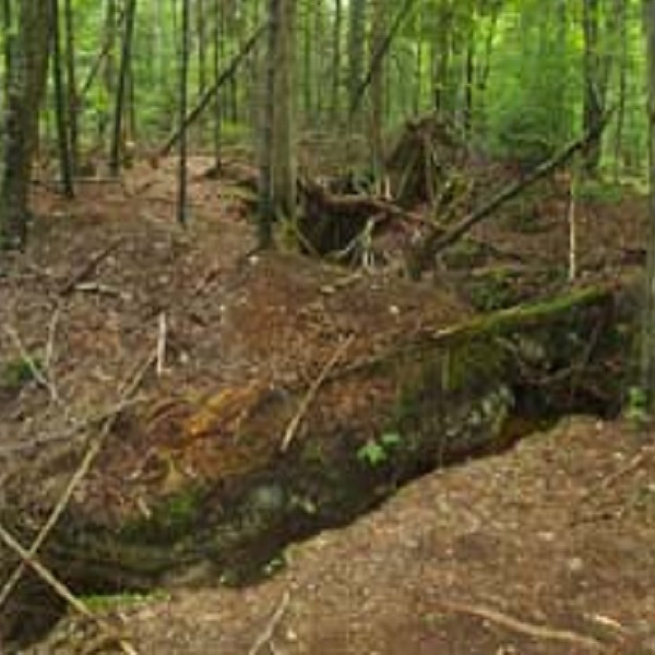 The cave is part of the 480-acre preserve owned by the Michigan Karst Conservancy. 