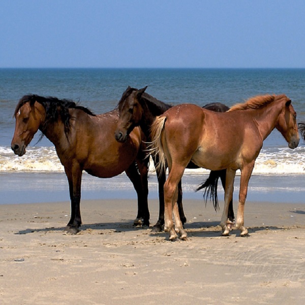 The wild horses of Corolla, on the Outer Banks of North Carolina, are direct descendents of the mustangs brought by the Spanish in the 1500s.  2 