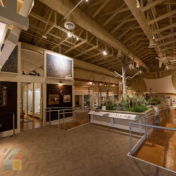 The Outer Banks Center for Wildlife Education is dedicated to exploring coastal North Carolina’s natural history and heritage. Home of the original Ducks Unlimited organization, the center has an exhibit of over 200 collectible wooden decoys.