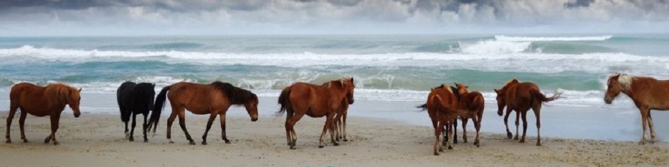 Corolla Horses and Center for Wildlife Education - Header Image