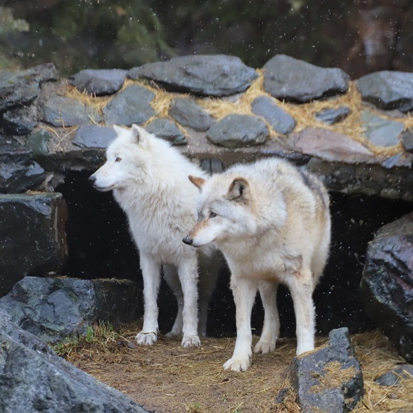 The mission of the International Wolf Center is to advance the survival of wolf populations by teaching about wolves, their relationship to wildlands and the human role in their future.