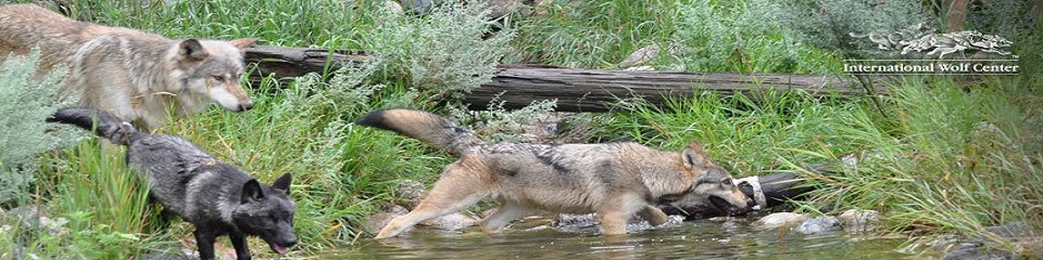 International Wolf Center - Header Image
