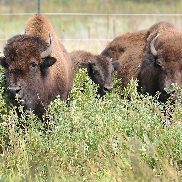 A reintroduced herd of 20 bison has high-quality genetics indicating they are descendants of the bison Lewis and Clark once gazed upon in the 1830s. 