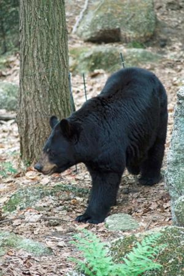 Squam Lakes Natural Science Center - Display Image