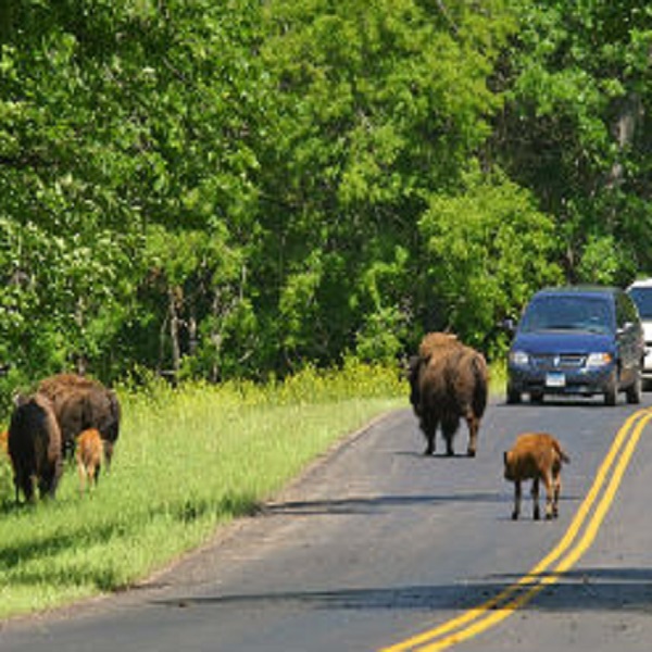 There is a four-mile driving tour through the park and a two-mile hiking trail.