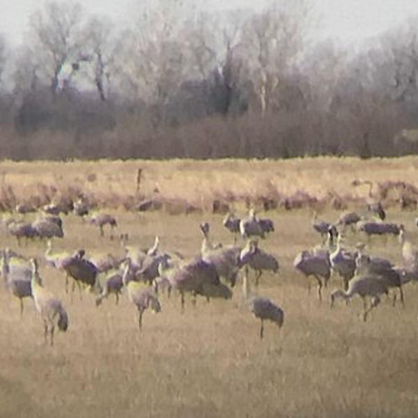 Wood River is located on the central flyway and attracts Sandhill Cranes by the thousands. 