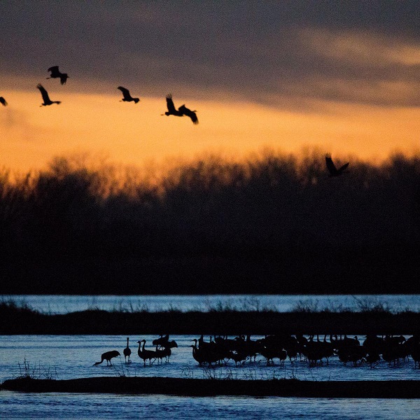 During migration, 75 percent of the sandhill crane population can be found along a 75-mile stretch of the Platte River in Nebraska.