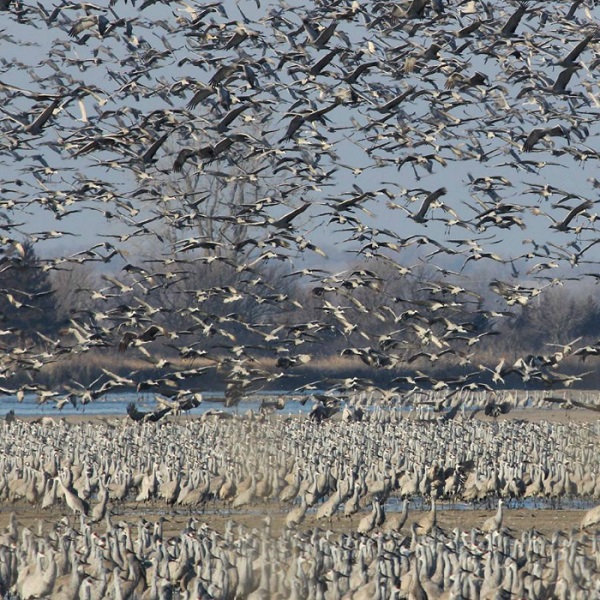 More than 600,000 Sandhill Cranes arrive in March in Nebraska to rest, feed and congregate in astonishing numbers before pushing on north to their breeding grounds in Canada.