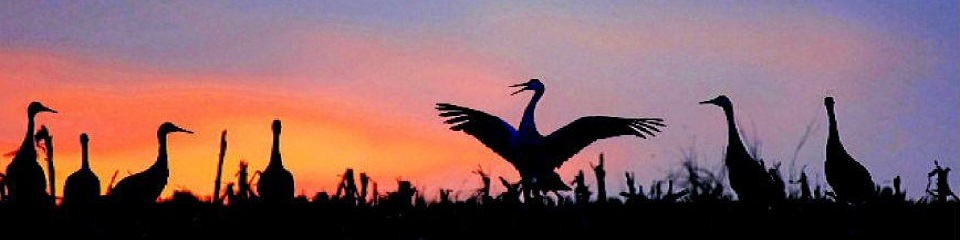The Crane Trust - Header Image