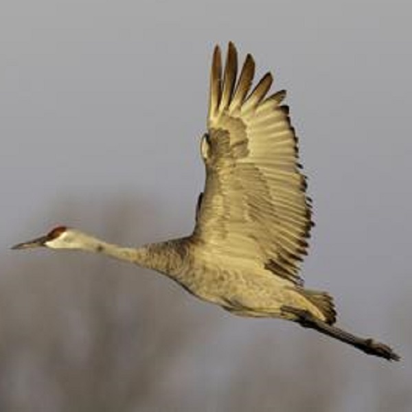 The Crane Trust - Webpage Image