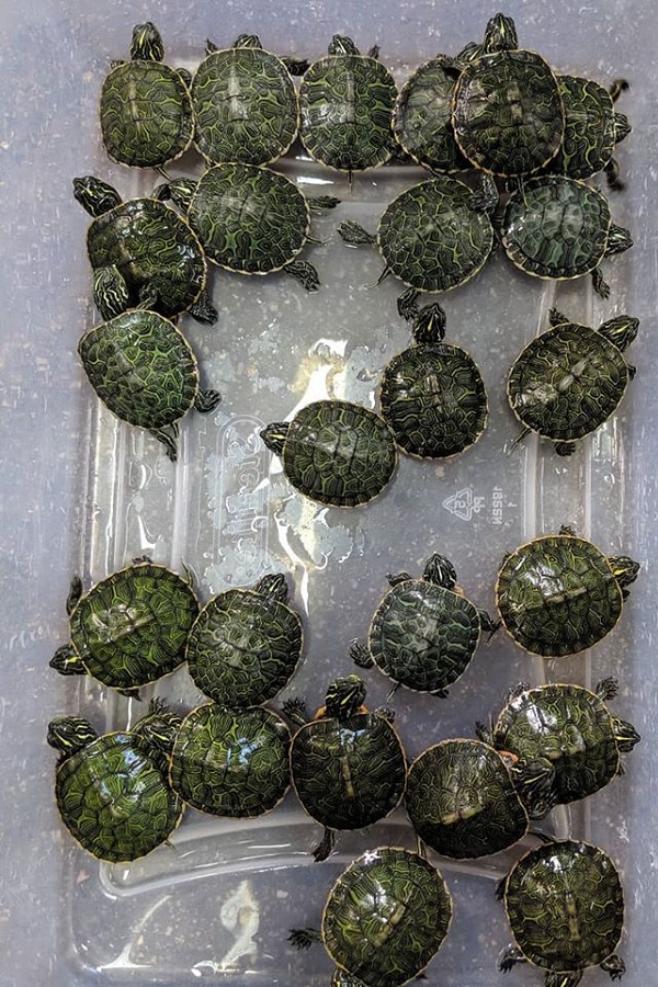 Cold Spring Harbor Fish Hatchery and Aquarium - Display Image