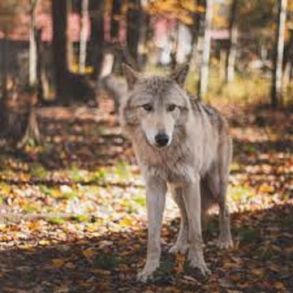 The zoo has large mammals from all continents, including tigers from Asia, lions and zebras from Africa, and wolves from North America.
