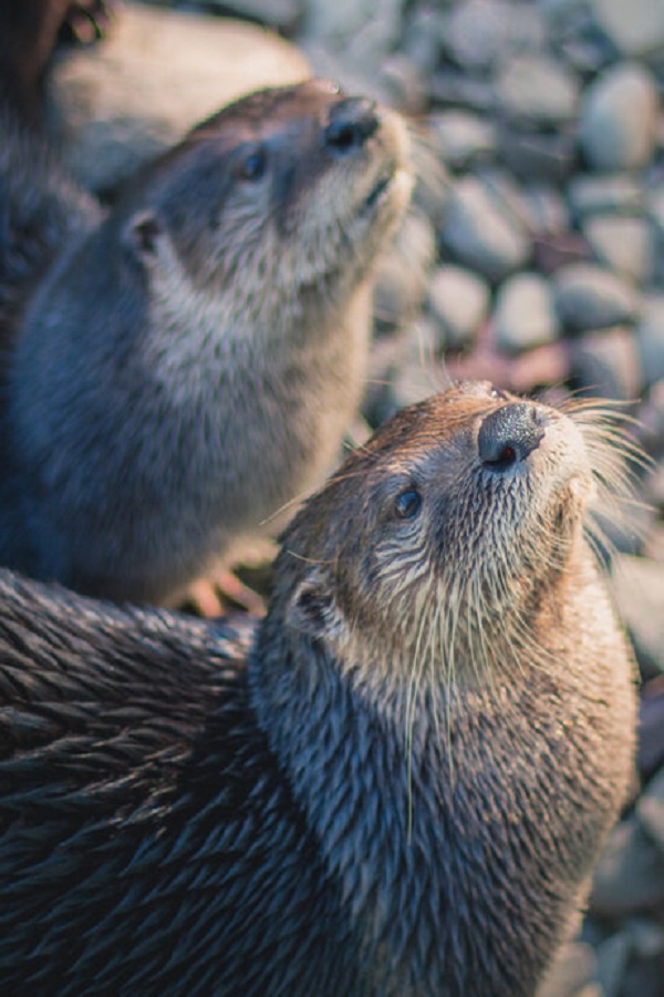 Fort Rickey Discovery Zoo  - Display Image