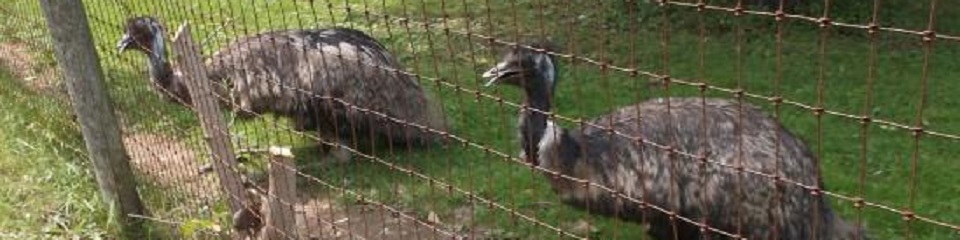 Fort Rickey Discovery Zoo  - Header Image