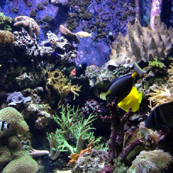 The Oklahoma Aquarium in Jenks offers a wide number of fish tank displays, from Oklahoma freshwater habitats to exotic coral reef exhibits like this.