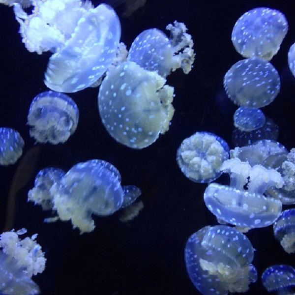 The aquarium’s special exhibits include sea turtles, octopi, and jellyfish.