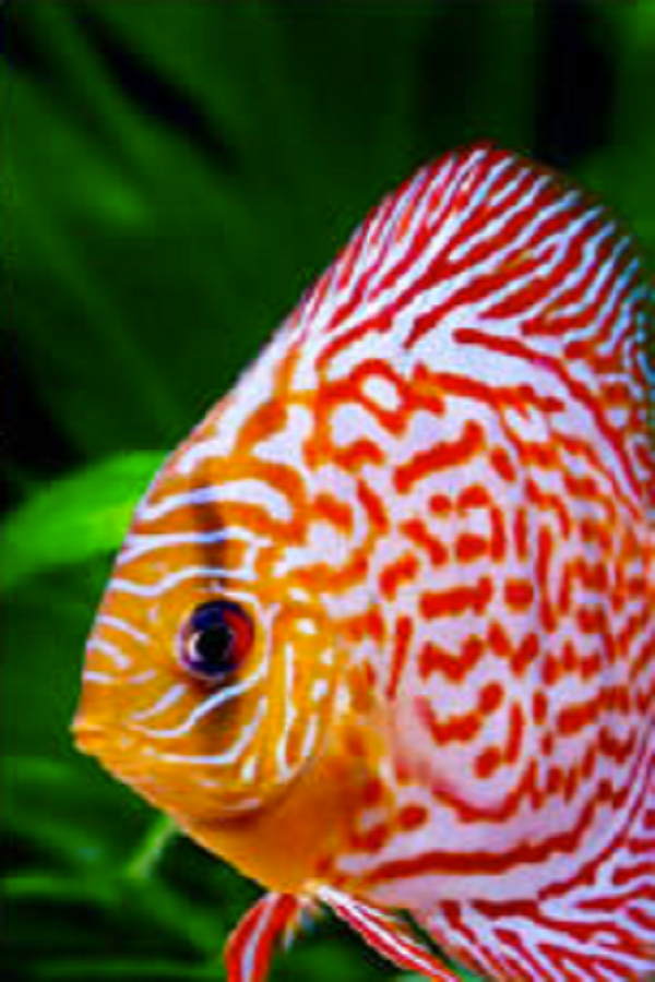 Oklahoma Aquarium    - Display Image