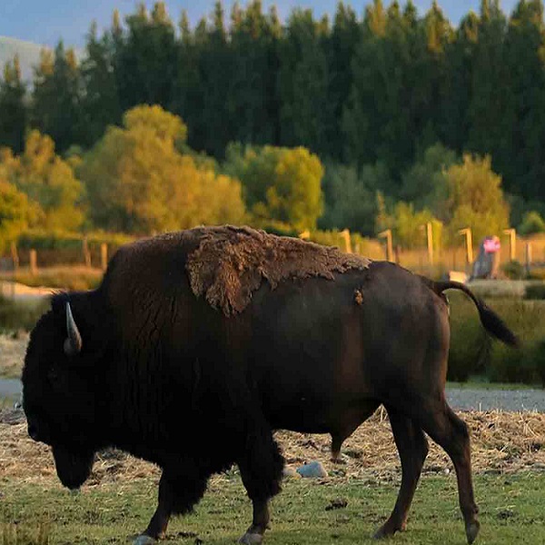 The Olympic Game Farm also takes in wildlife that comes from other facilities around the world, or the wild, with permission from authorities.