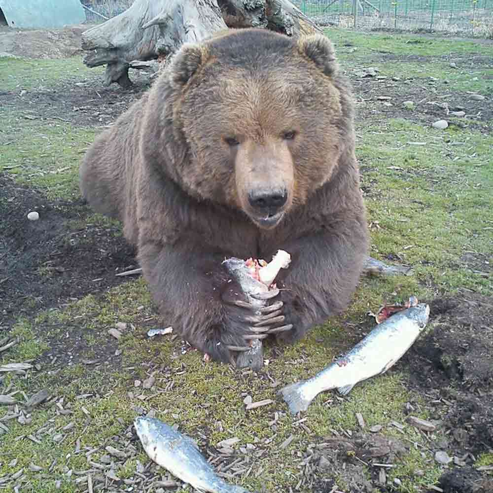 Visitors may only feed animals wheat bread. Nutritional, balanced meals similar to what animals would receive in the wild are provided by the Game Farm.