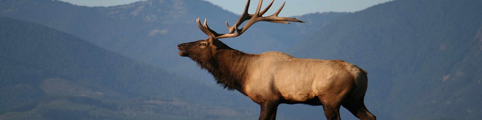 Olympic Game Farm - Header Image
